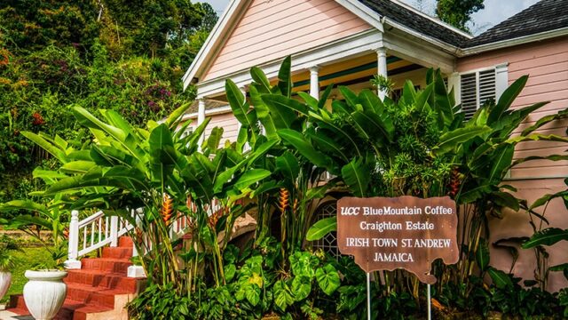 Craighton-Estate-Blue-Mountain-Coffee-Tour-1.jpg