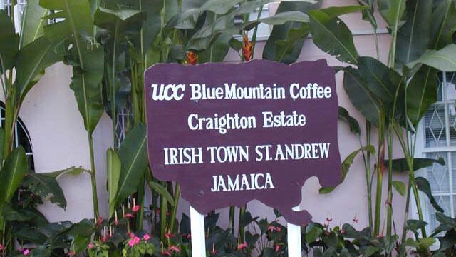 Craighton-Estate-Blue-Mountain-Coffee-Tour-2.jpg