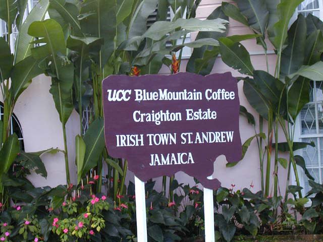 Craighton Estate Blue Mountain Coffee Tour