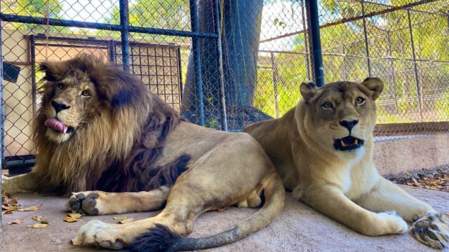 Hope-Zoo-2.jpg