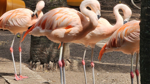 Hope-Zoo-3.jpg