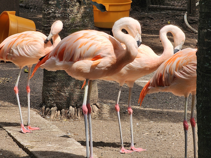 Hope-Zoo-3.jpg