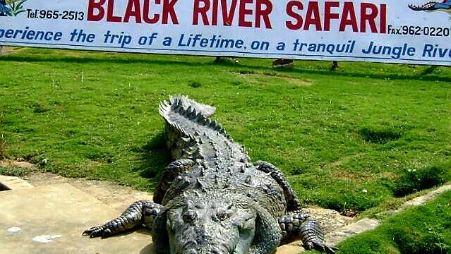 J-Charles-Swabys-Black-River-Safari-4.jpg