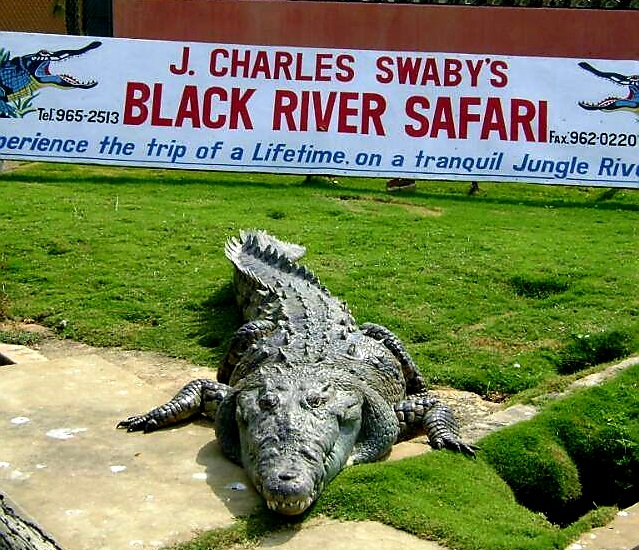 J-Charles-Swabys-Black-River-Safari-4.jpg