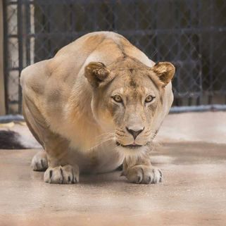 Jamaica-Zoo-2.jpg