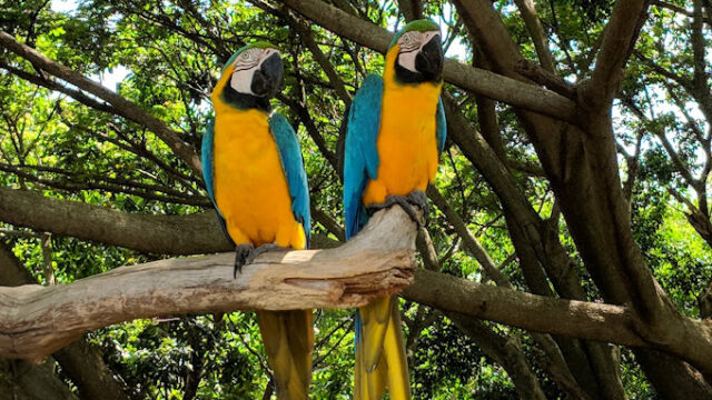 Jamaica-Zoo-3.jpg