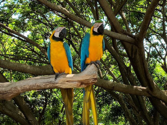 Jamaica-Zoo-3.jpg