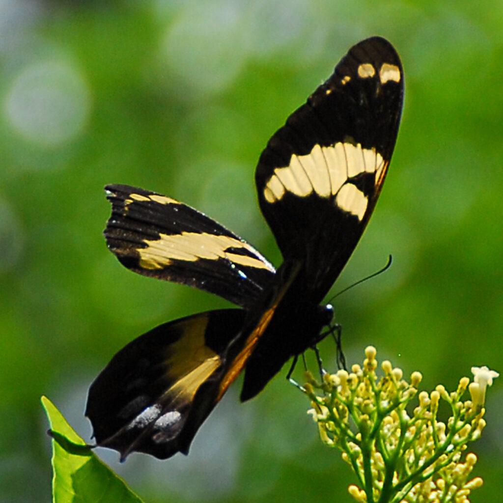Natural-History-Museum-of-Jamaica-2.jpg