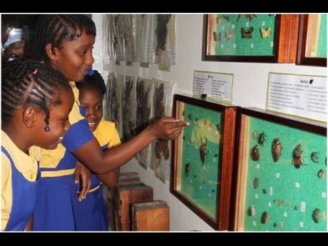 Natural-History-Museum-of-Jamaica-3.jpg