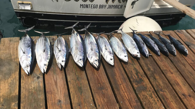 Reel-Magic-Charters-Sports-Fishing-1.jpeg
