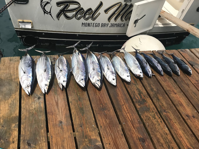 Reel-Magic-Charters-Sports-Fishing-1.jpeg