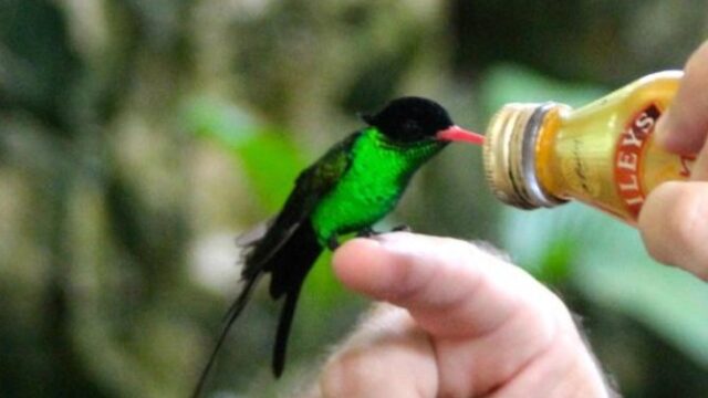 Rocklands-Bird-Sanctuary-2.jpeg