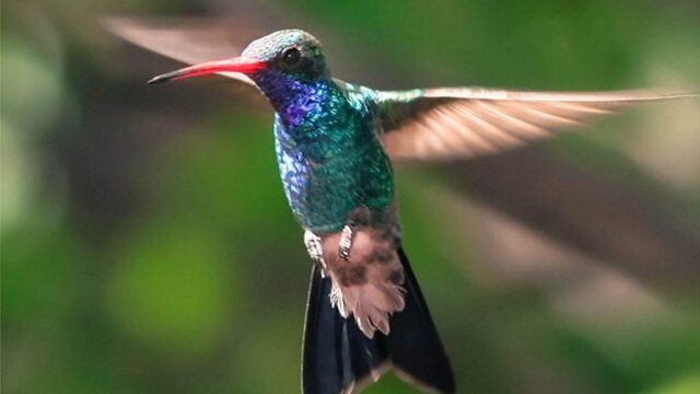 Rocklands-Bird-Sanctuary-3.jpg