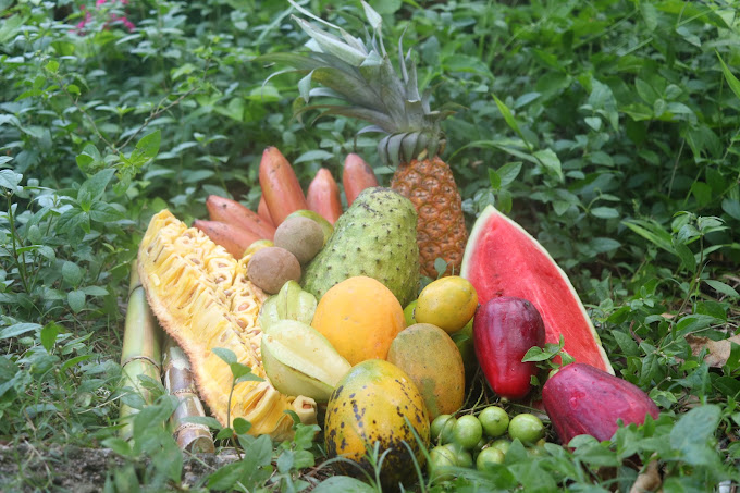 Taste-of-Jamaica-Tours-2.jpg