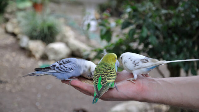animal-farm-and-nature-reserve-3.jpg