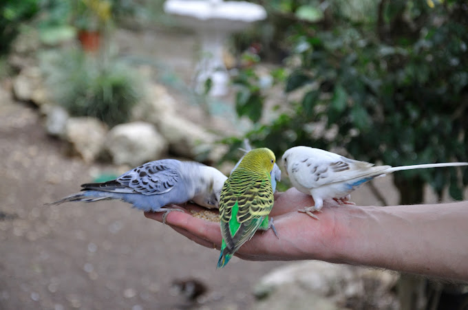 Animal Farm & Nature Reserve