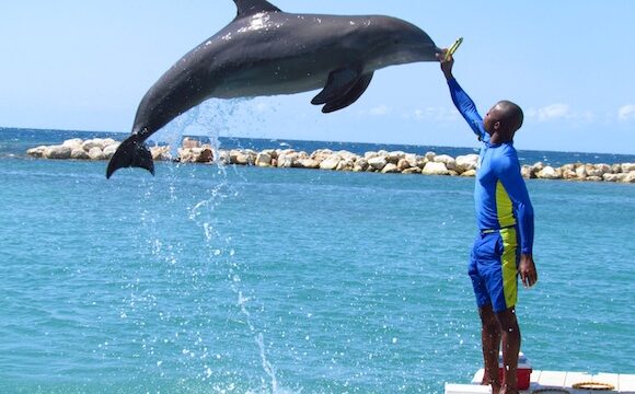 dolphin-cove-2.jpg