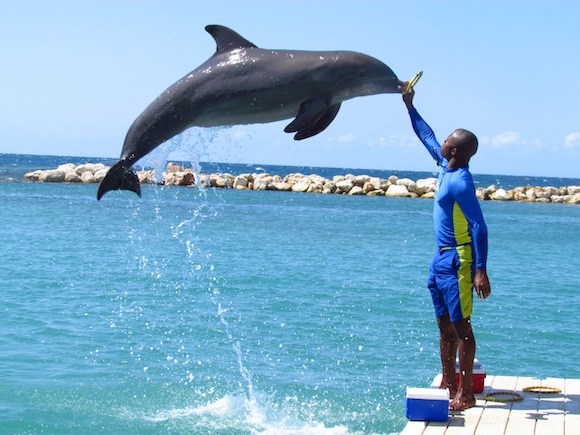 dolphin-cove-2.jpg