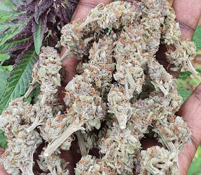 rastafari-house-of-cannabis-3.jpg