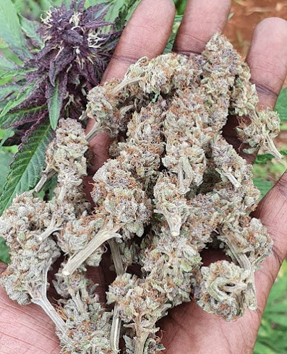 rastafari-house-of-cannabis-3.jpg