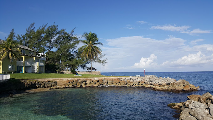 Sea Palms