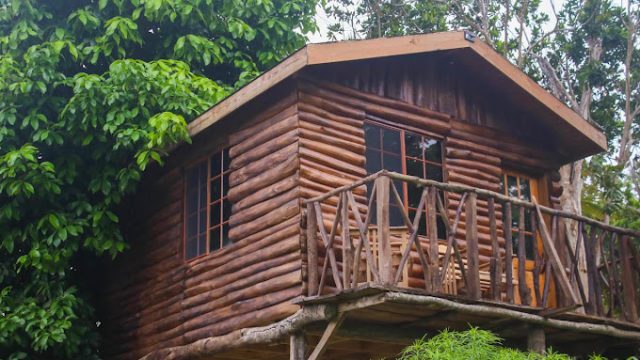 Log Thirty-Tree (Treehouse) 2